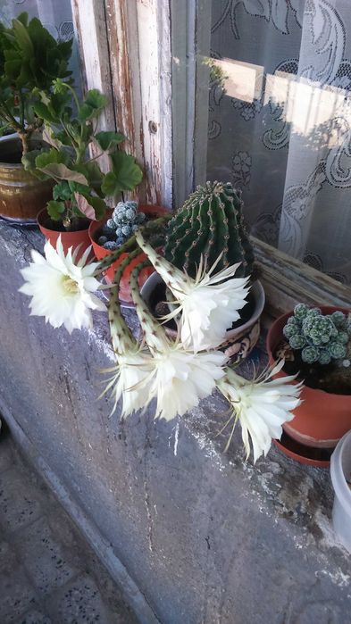 Цъфтящ кактус ехинопсис