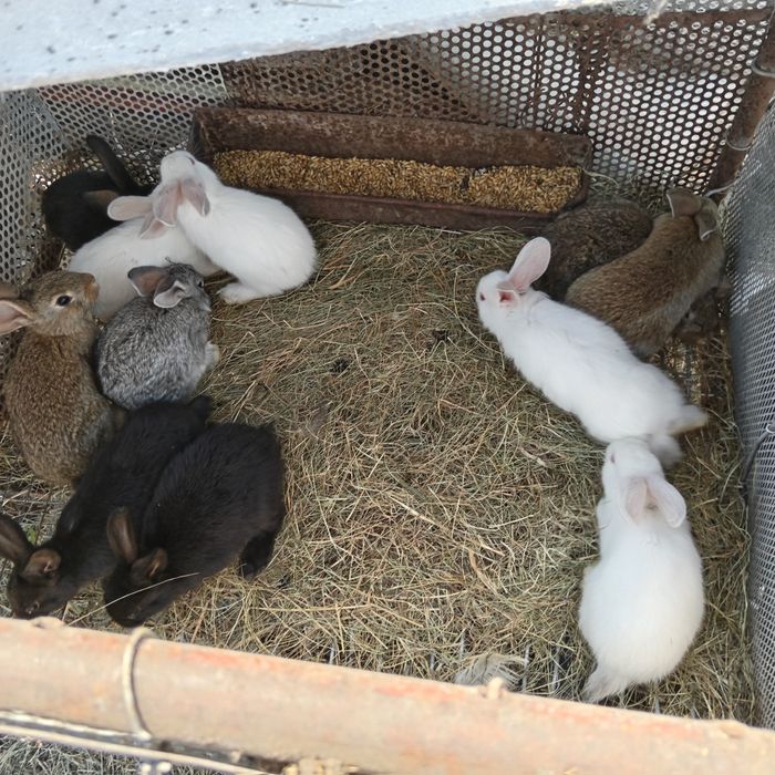 Продам крольчат срочно