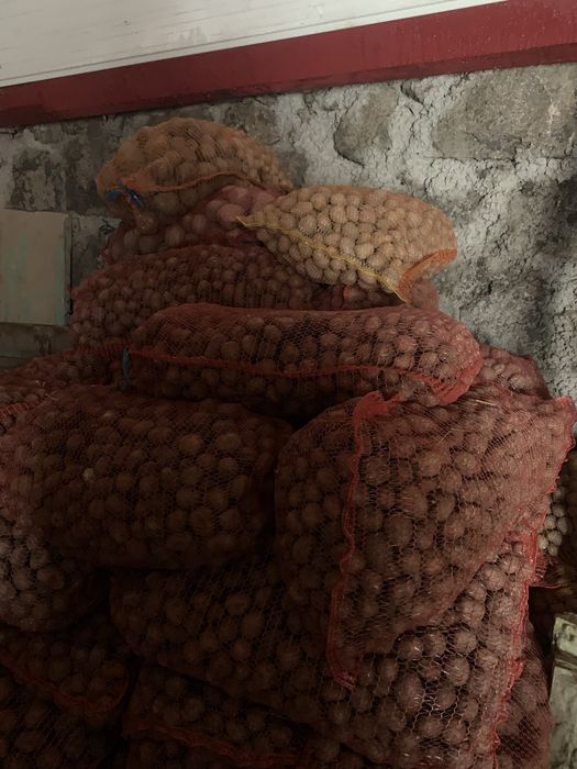 Cartofi consum Paradiso, sâmăntă, amidon