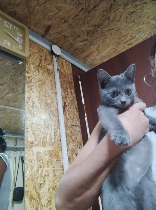 Котёнок -мальчик.