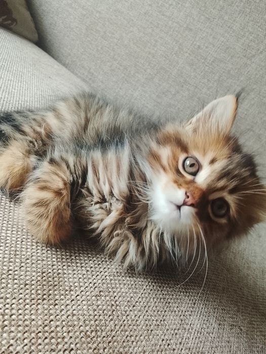 Продам породистого котенка