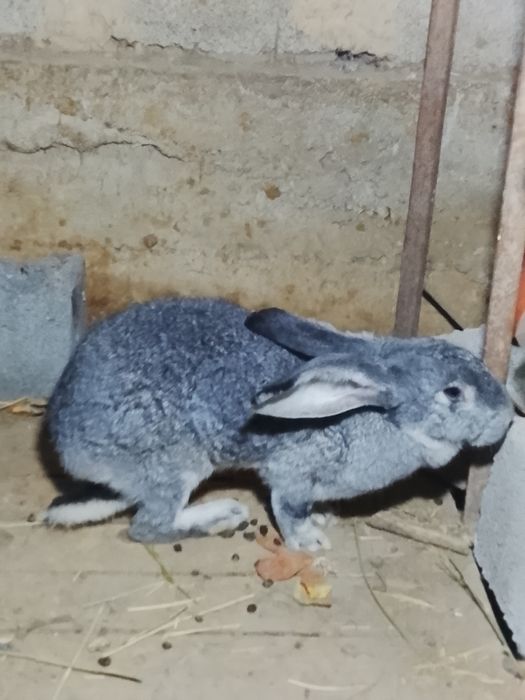 Кролик обмен либо продам