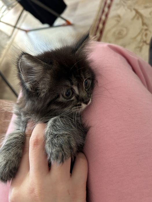 Котенок Сибирский