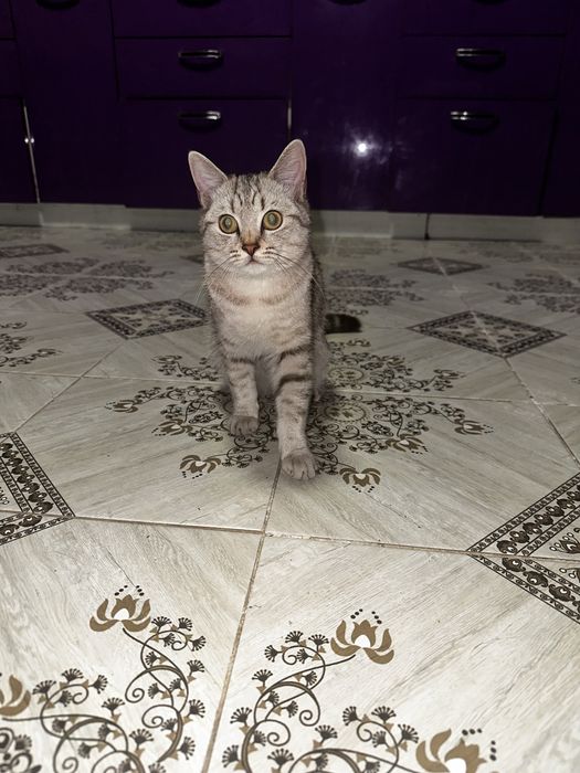 Продам шотландская кошка