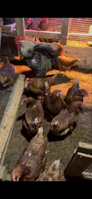 Ломар браун продам