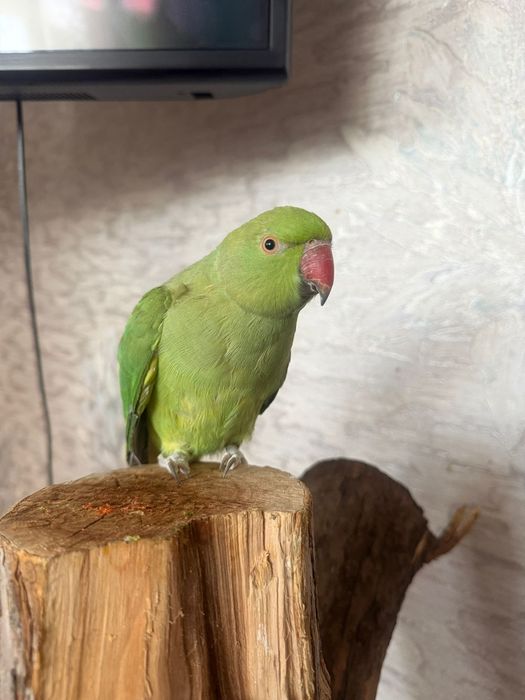 Ожереловые попугаи птенцы