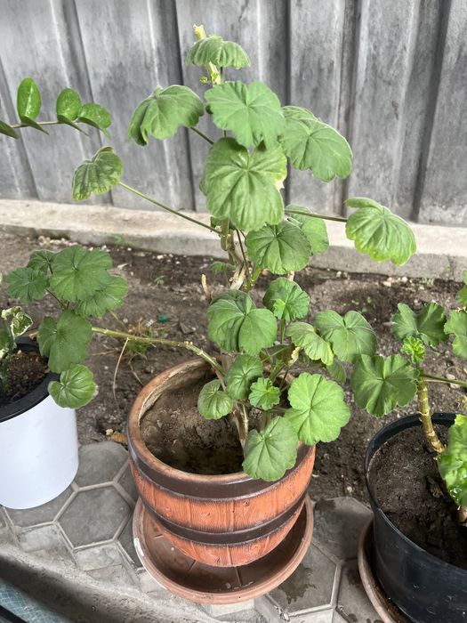 Герань красная