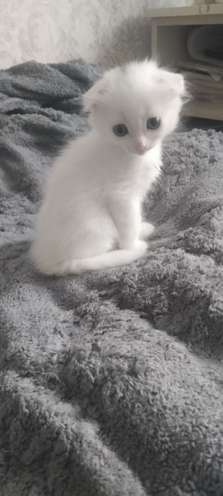 Отдам  скотиш  страйт белая девочка