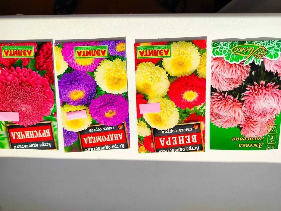 Астра махровая рассадой