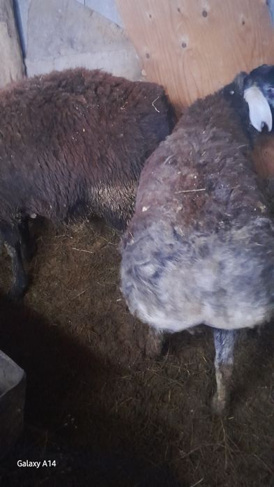 Продам Кочкаров Породистые