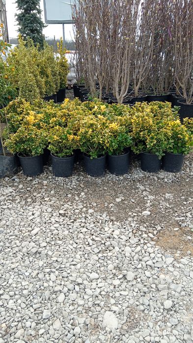 Plante ornamentale aclimatizate