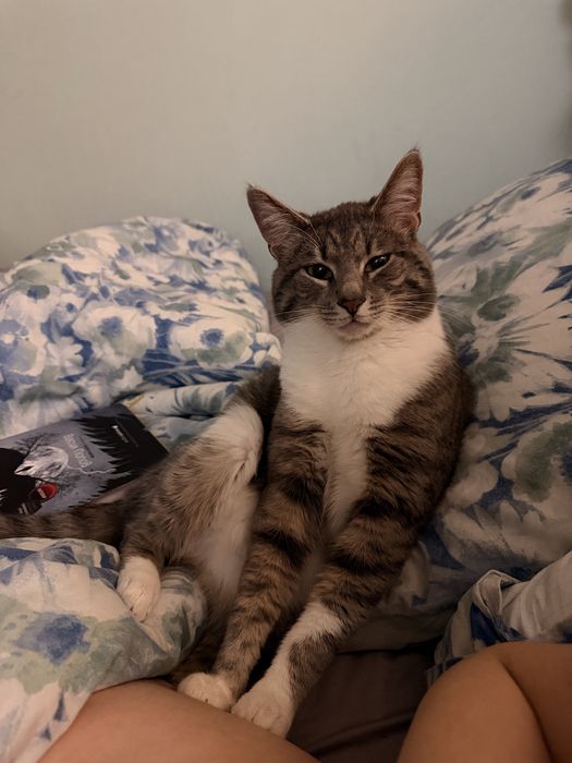 Котенце за подаряване