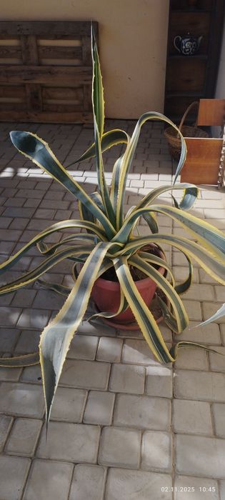 Агава в горшке. Большая