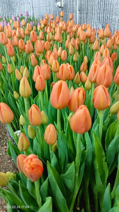 Тюльпаны оптом на 8 марта и гиацинты