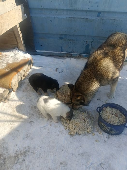 Отдам щенков девочки