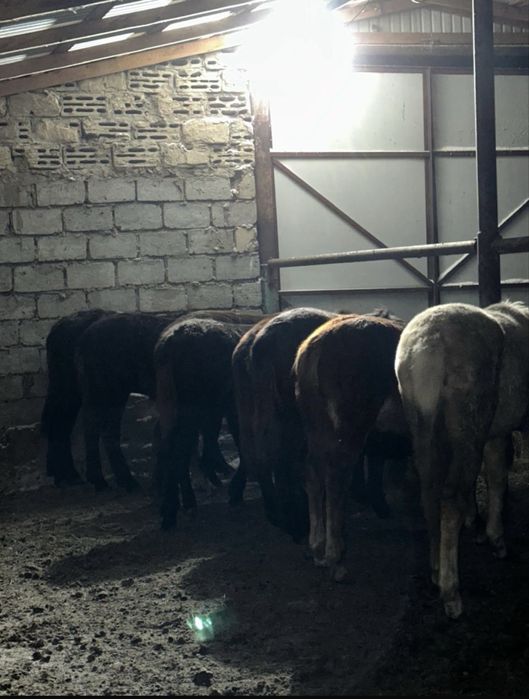 Продается свежая конина