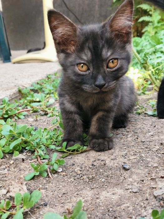 Шотландские котики 3 месяц