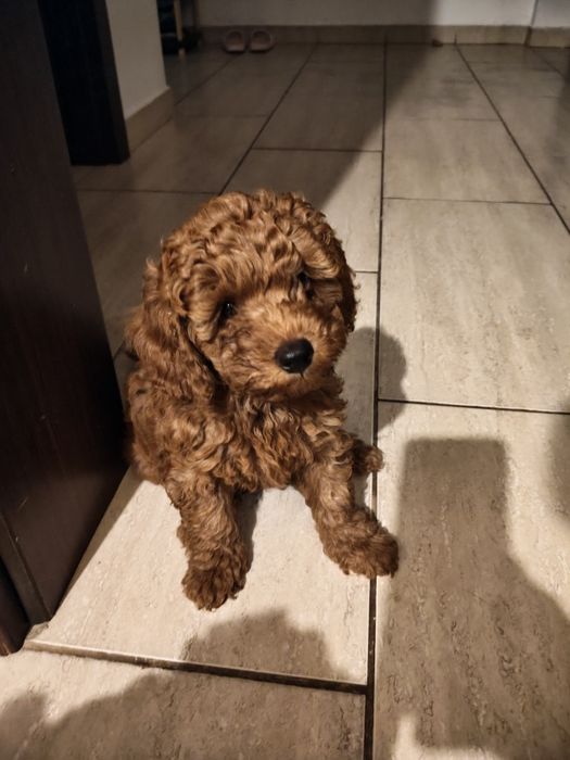Poodle pitic red