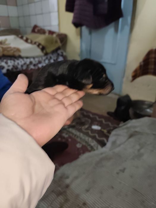 Продаются щенки доберманов