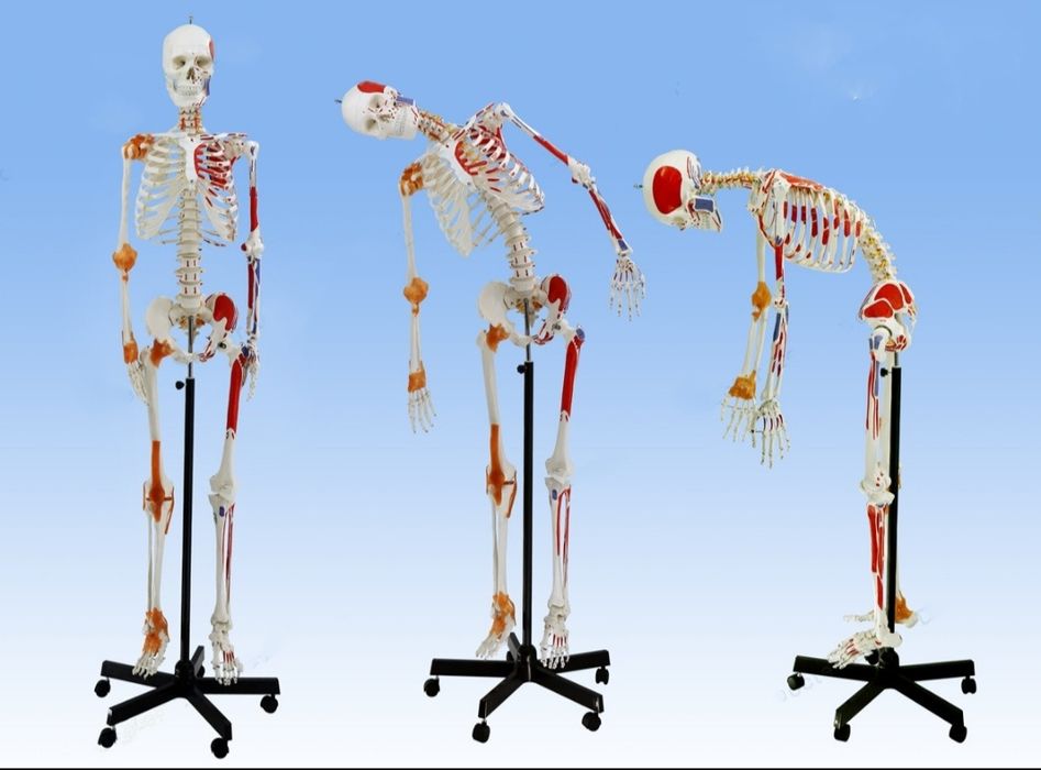 Анатомическая муляж человека или органа человека доставка из Китая