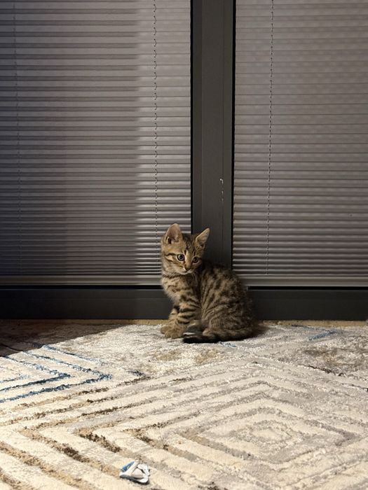 Bengal toza qon yosh 2 oyli