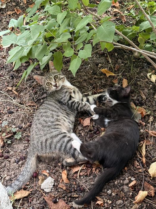 Adoptie pui pisica in jud Constanta