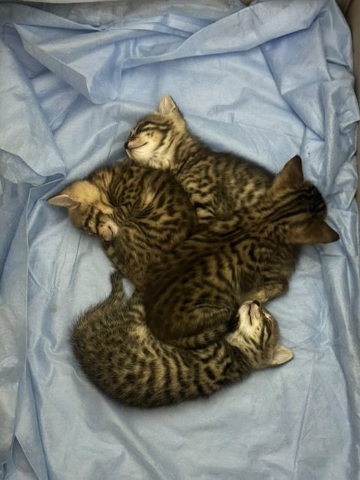Продаются бенгальские котята