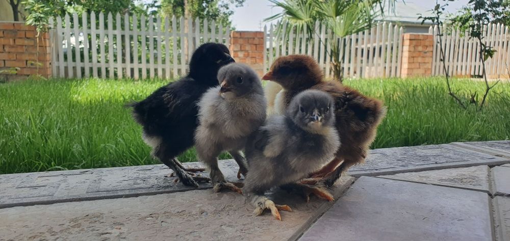 Жужалар  цыплёнок jojalar sotiladi