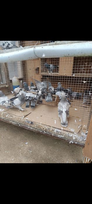 Porumbei takla turcesc