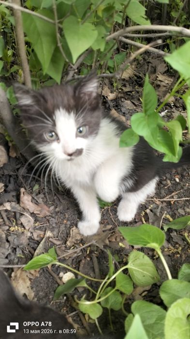 Пристраиваются котята