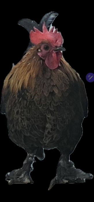 Yapon Xo‘roz  sotiladi