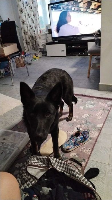 Adoptie catelusa 8 luni