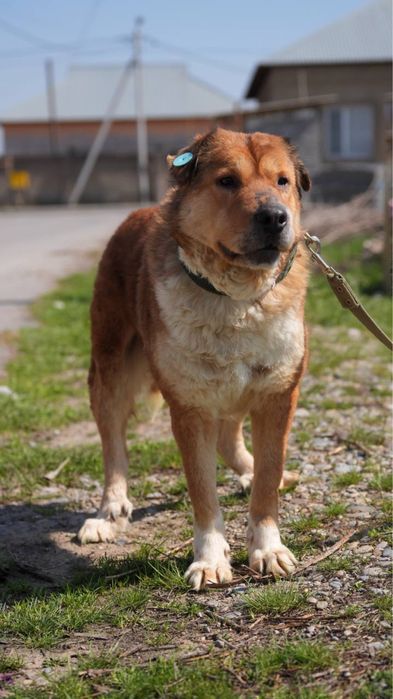 Хлоя ищет семью. Классная для семьи.