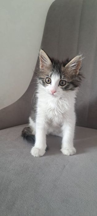 Кошечка отдам даром