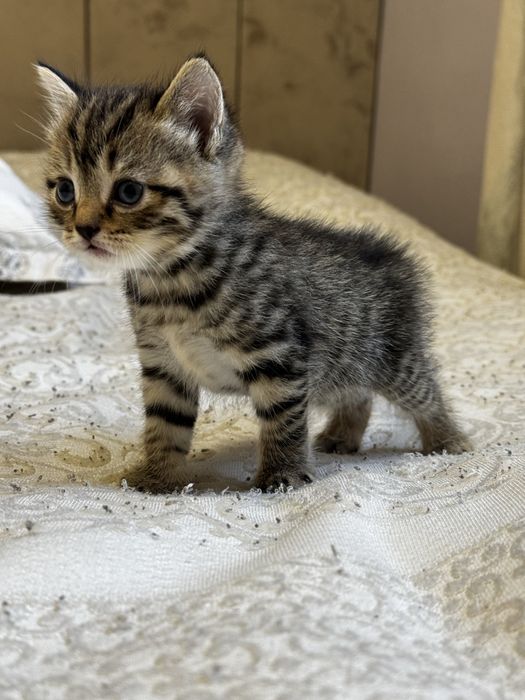 Продам котенка британца