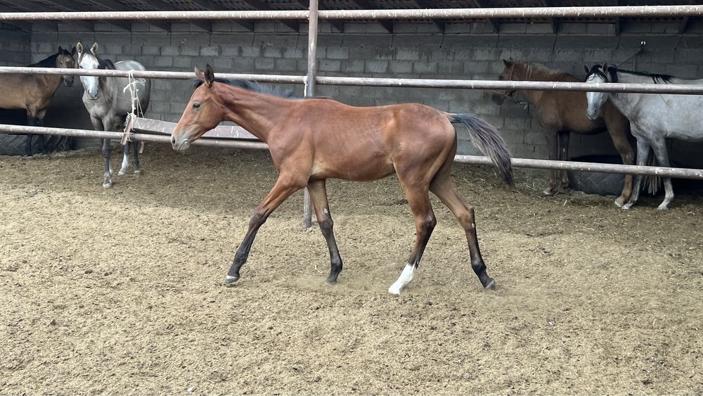 Жеребец, кунан, тай, айгыр, ат, лошадь