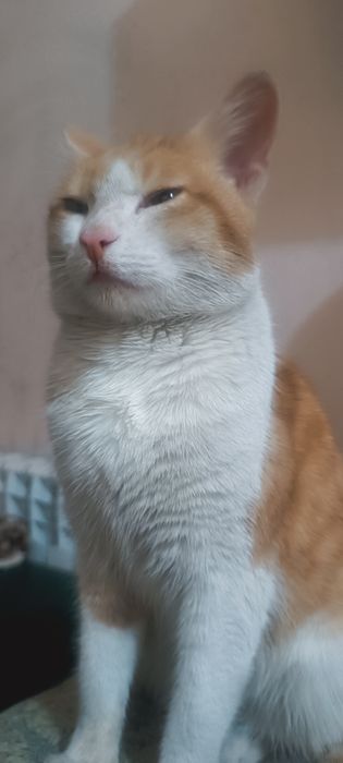 Рыжий красавчик ищет дом