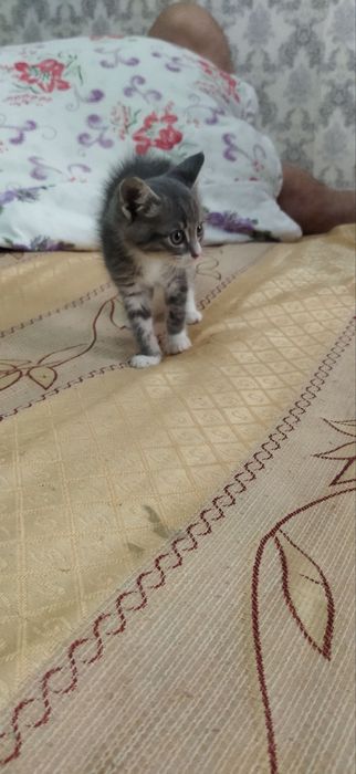 Красивый котенок