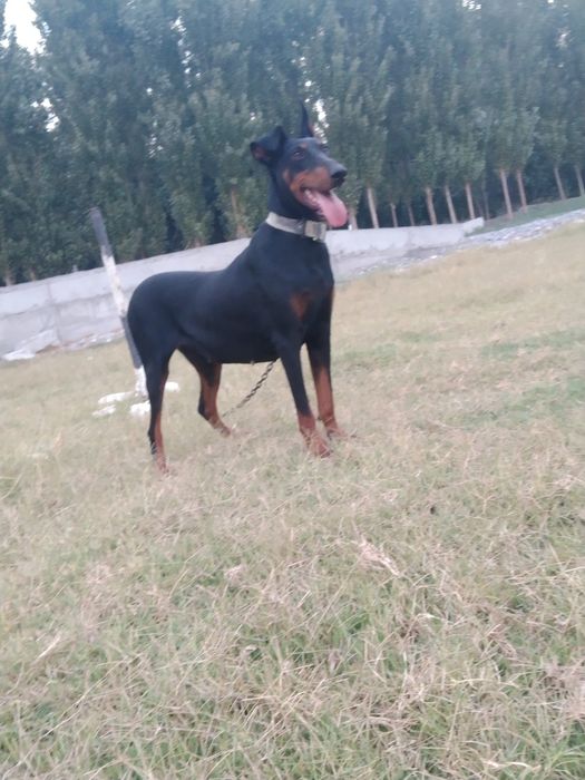 Oladiganla tel qila omasalarib tel qilib  bezovta qimela it 1yoshi