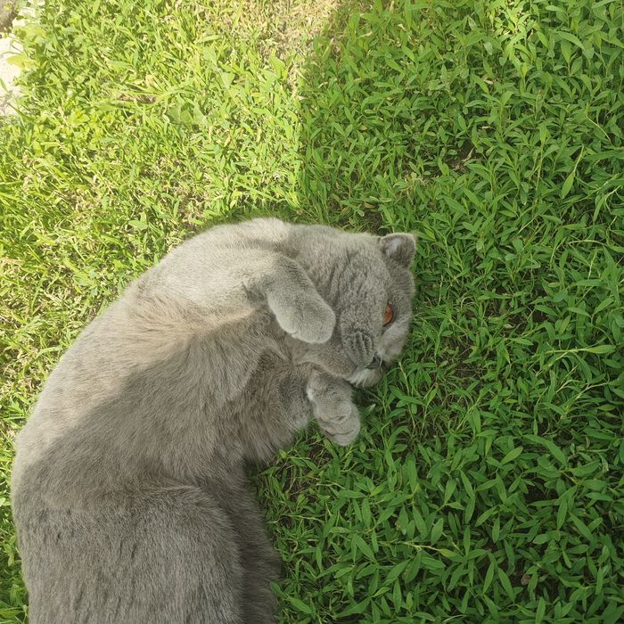 Пропал Шотландский. Кот