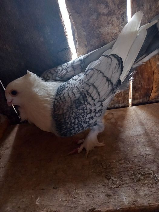 Vand mascul de satinet sau schimb