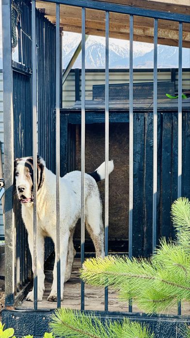 Щенок Алабай породистый