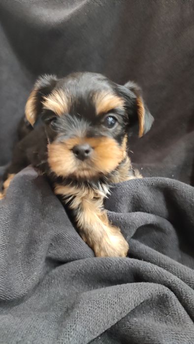 Йоркширский терьер