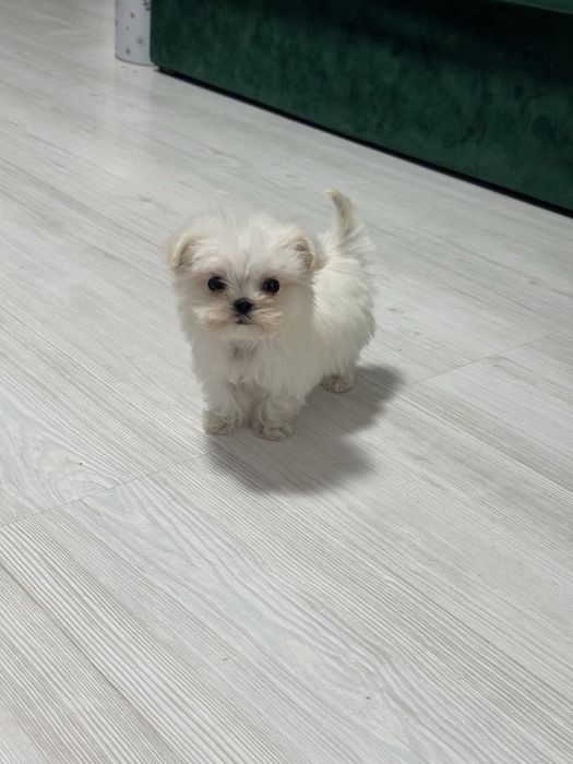 Bichon maltese / maltez toy