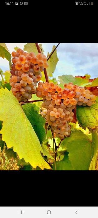 Struguri de vin calitate 1