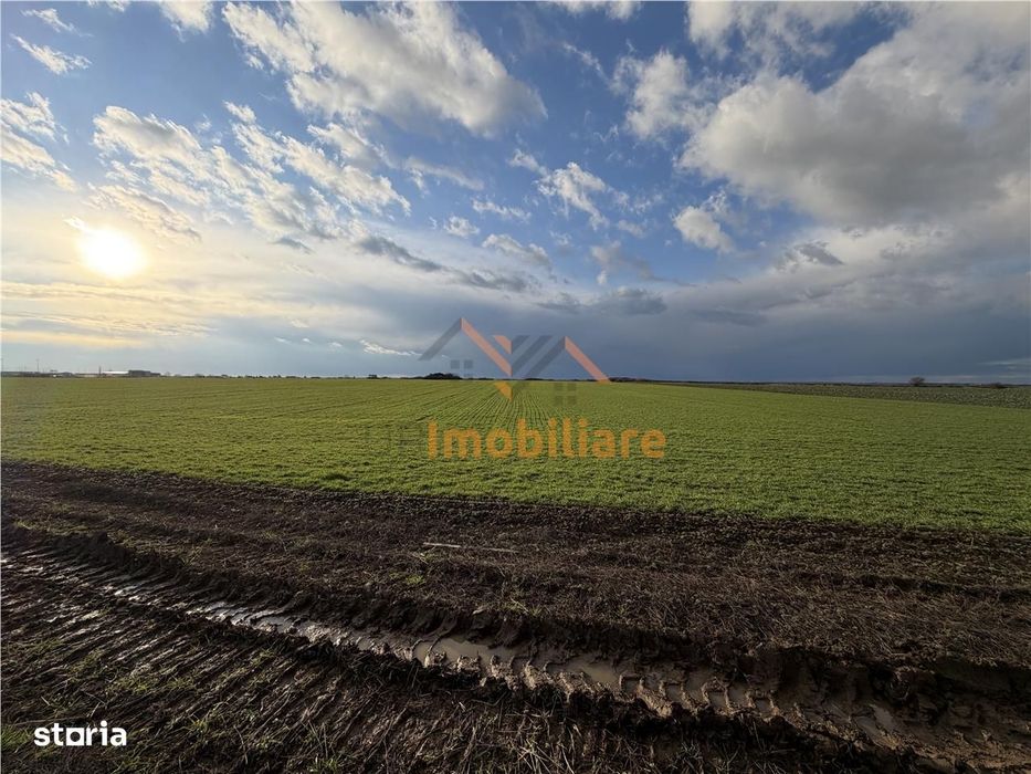 Teren Intravilan 24457 Mp | 80 Ml Front Stradal | Oradea | Bihor