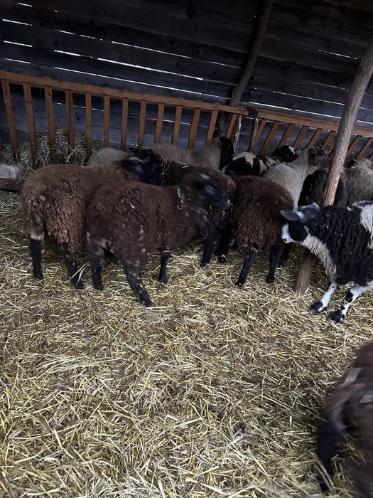 Vand schimb miei de carne