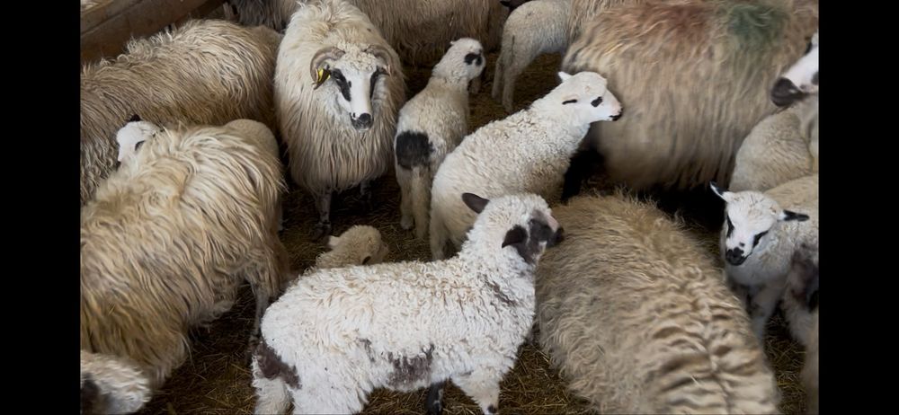 Vand 190 de oi cu miei