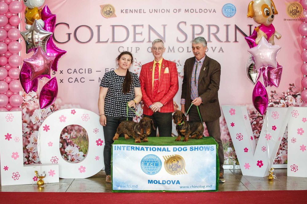 Pui Teckel Standard par Sarmos ( Dachshund Standard Rauhhaar )