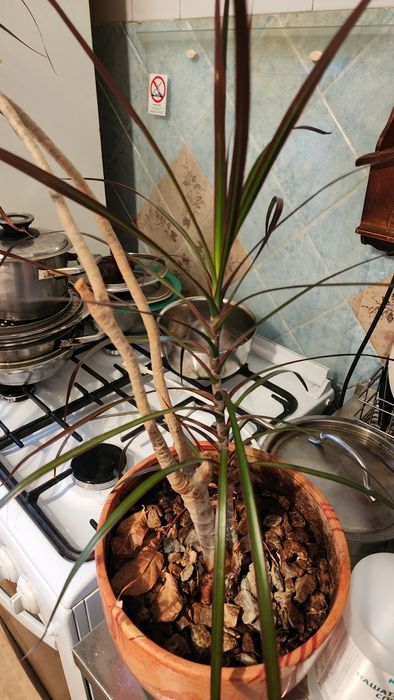 Продам Драцену Маргината (Окаймленную)